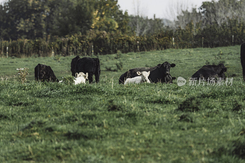 Les vaches au champs